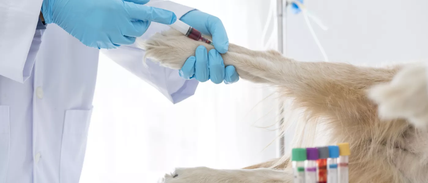 Laboratoire vétérinaire