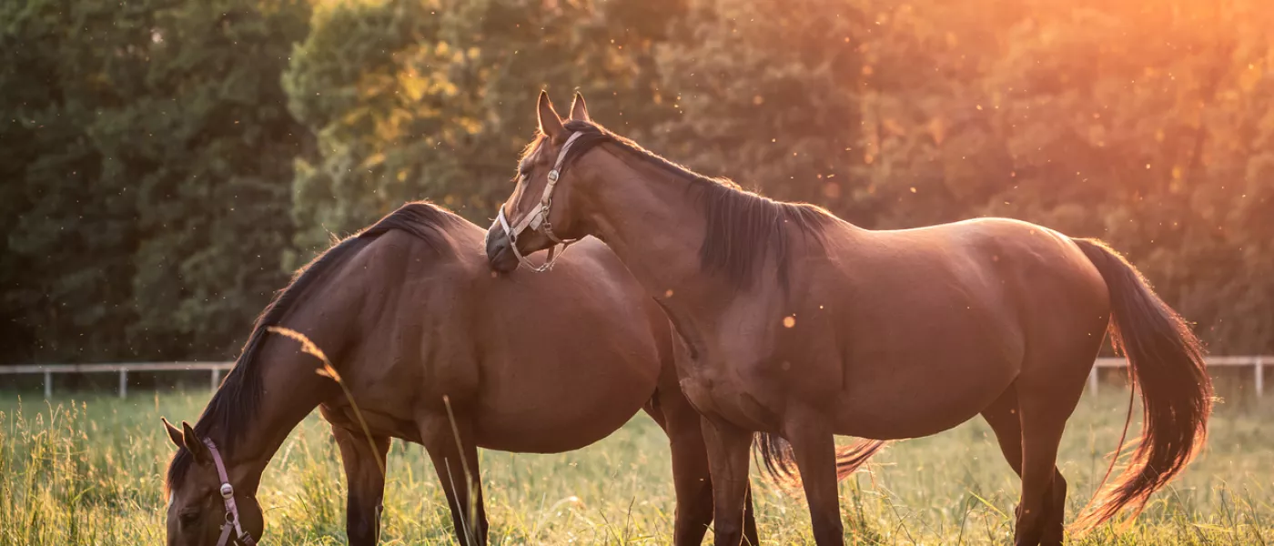 Chevaux Espace Vets