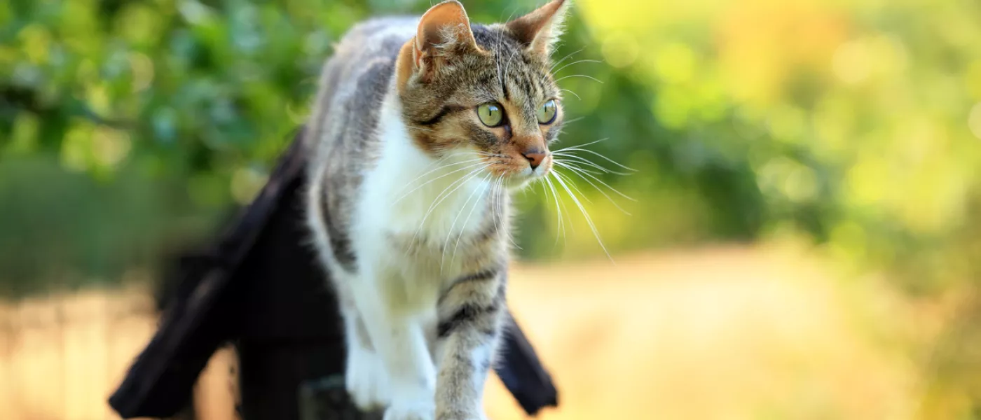 Chats