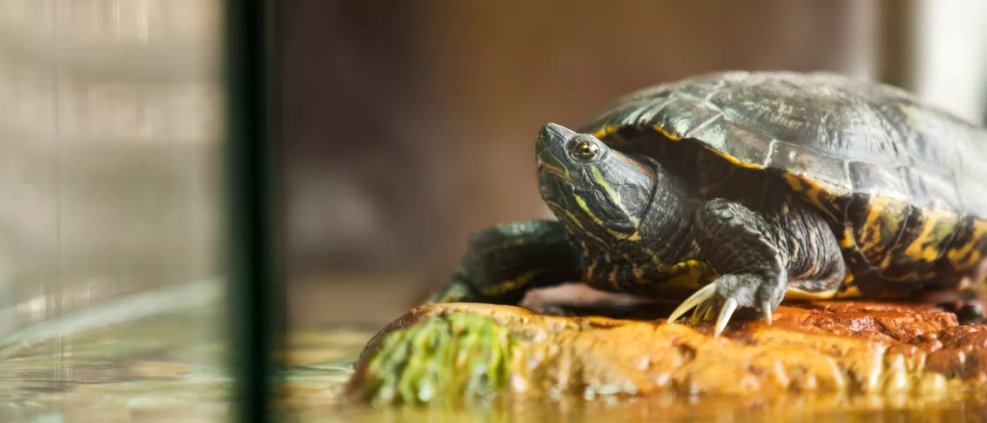 Tortues Espace Vet's