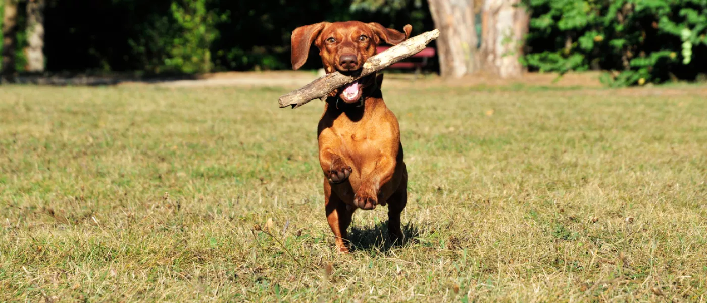 Petits animaux chiens