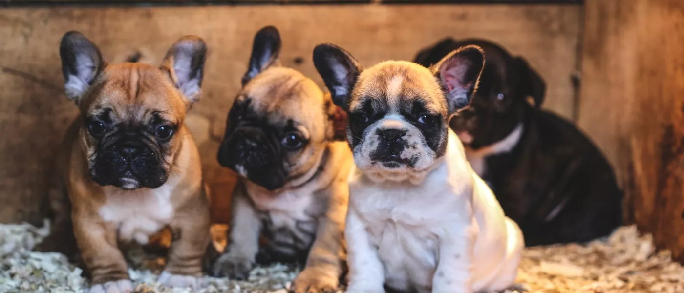 Bouledogue français