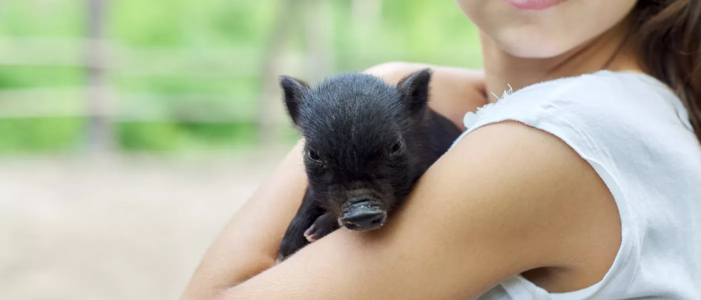 Cochons de compagnie