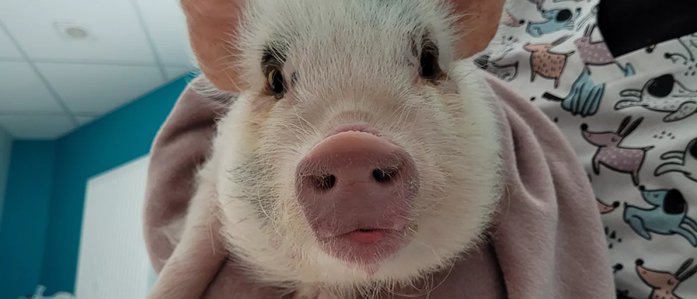 cochon