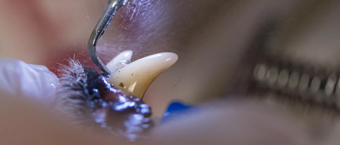 dentisterie chien