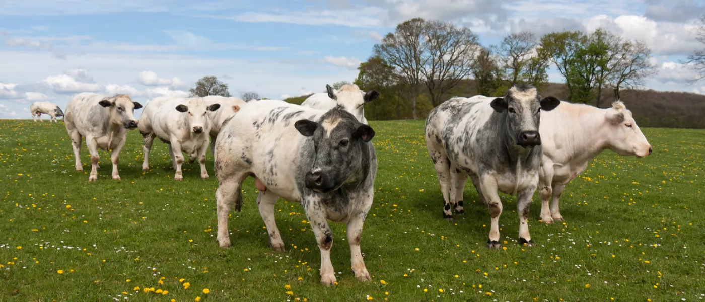 vaches