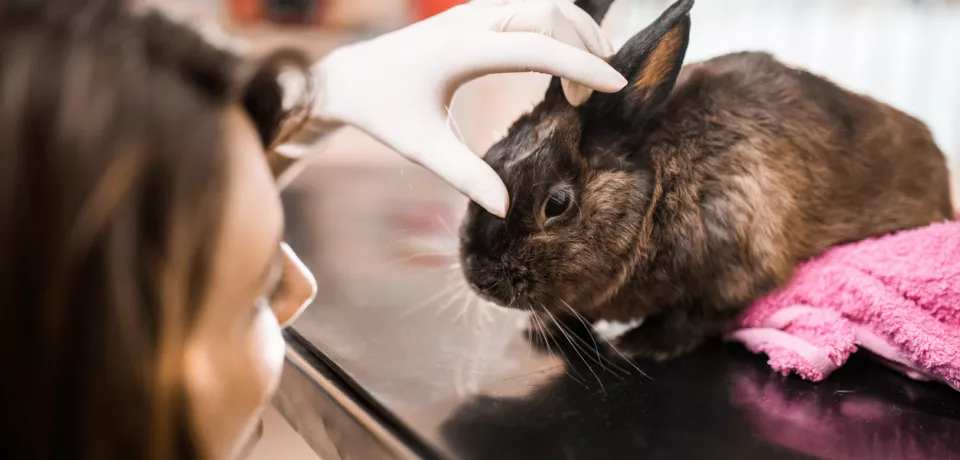 Lapin