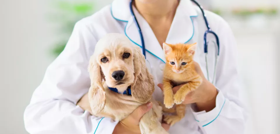 vaccination veterinaire chiens chats namur