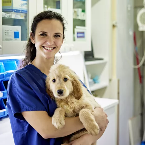 Offre d’emploi – Vétérinaire Petits Animaux / NAC (H/F)