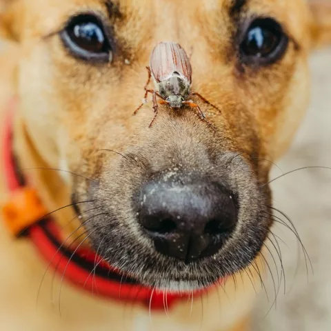Le beau temps est de retour, les insectes aussi !