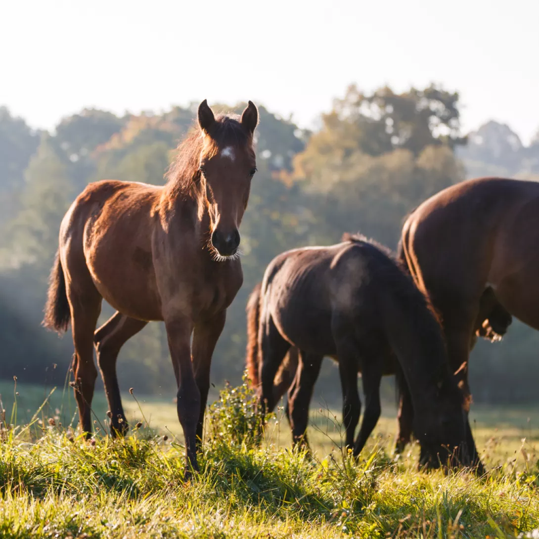 iStock-858635968.jpg