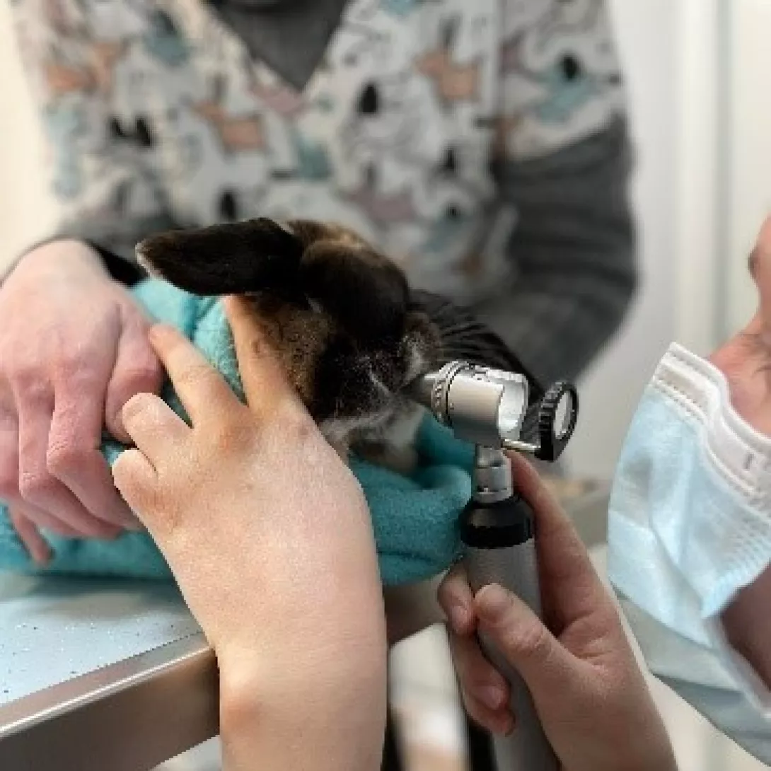 dentisterie lapin.jpg