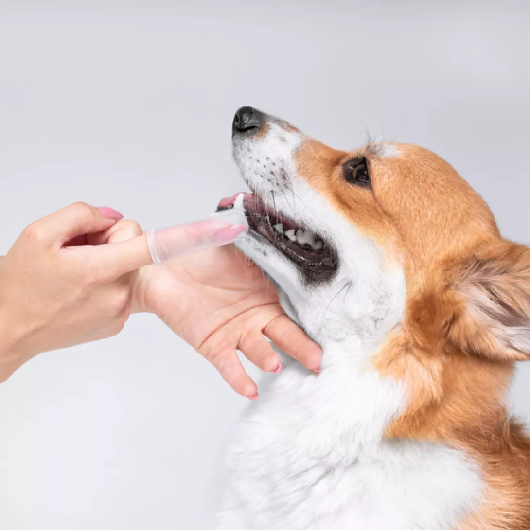 iStock-1220219563.jpg