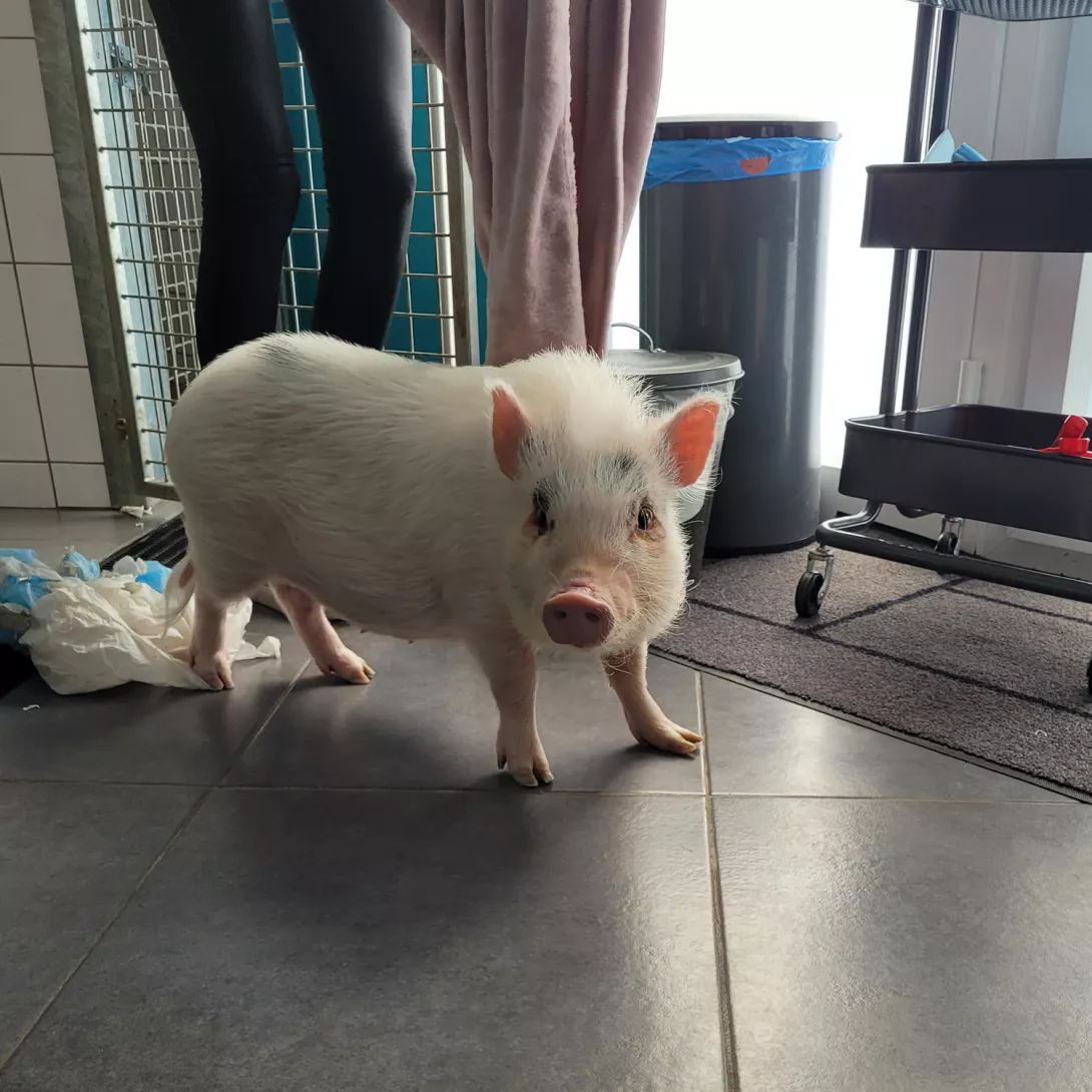 cochon-de-compagnie-2.png