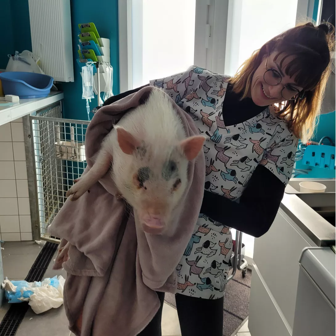 cochon-de-compagnie.png